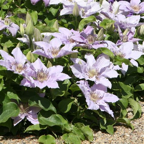 clematis tudor patio|clematis filigree.